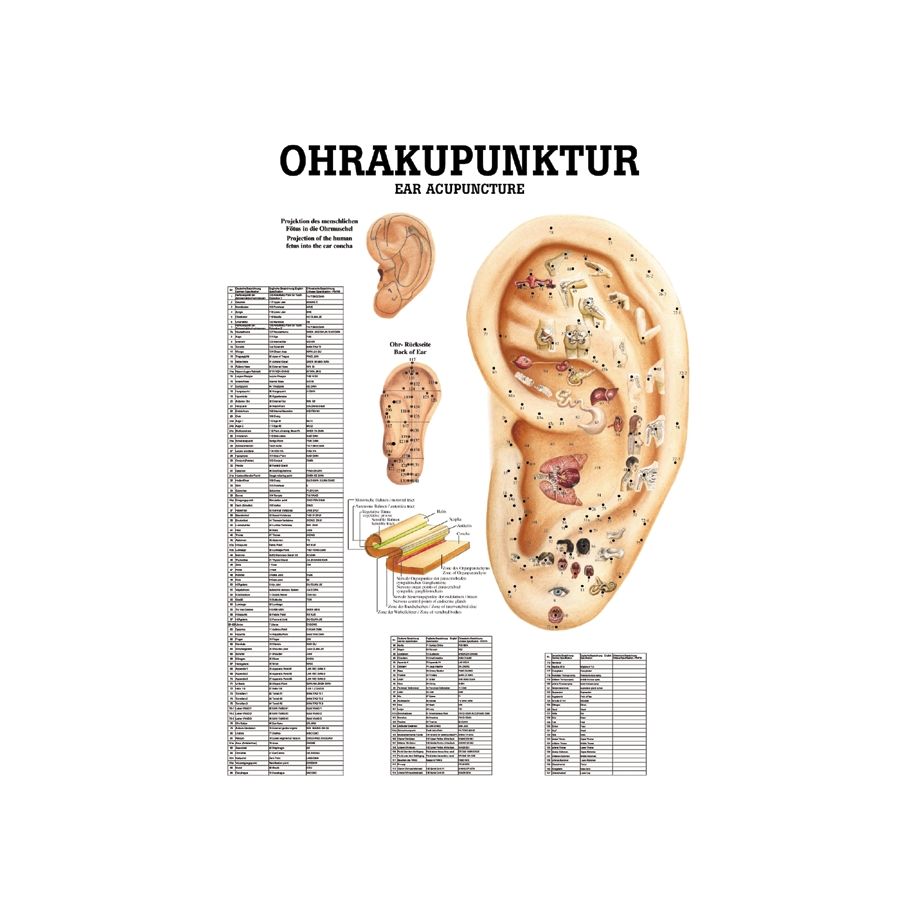 Akupunktiokartta korva paperinen | Penli